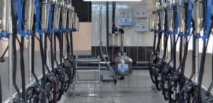Read more about the article Sütkar Milking Parlor
